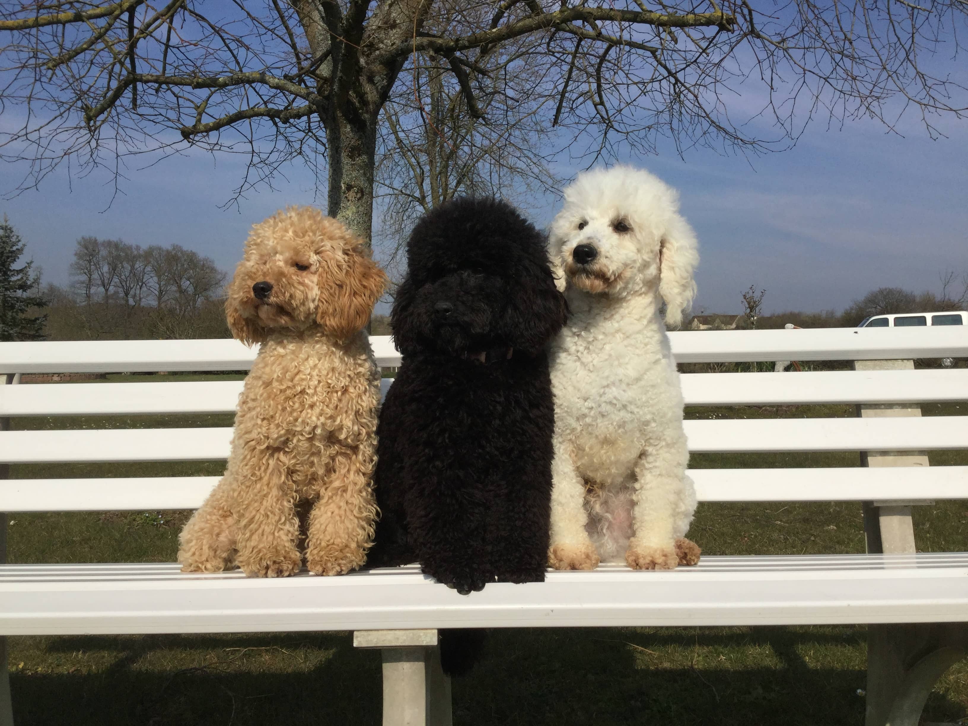 Éducation Canine à Savigny-sur-Braye dans le Loir-et-Cher