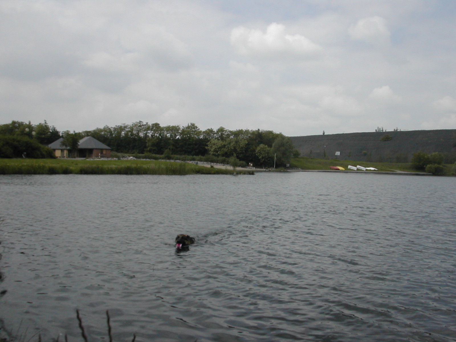 Dressage Canin à la Carte à Savigny-sur-Braye dans le Loir-et-Cher