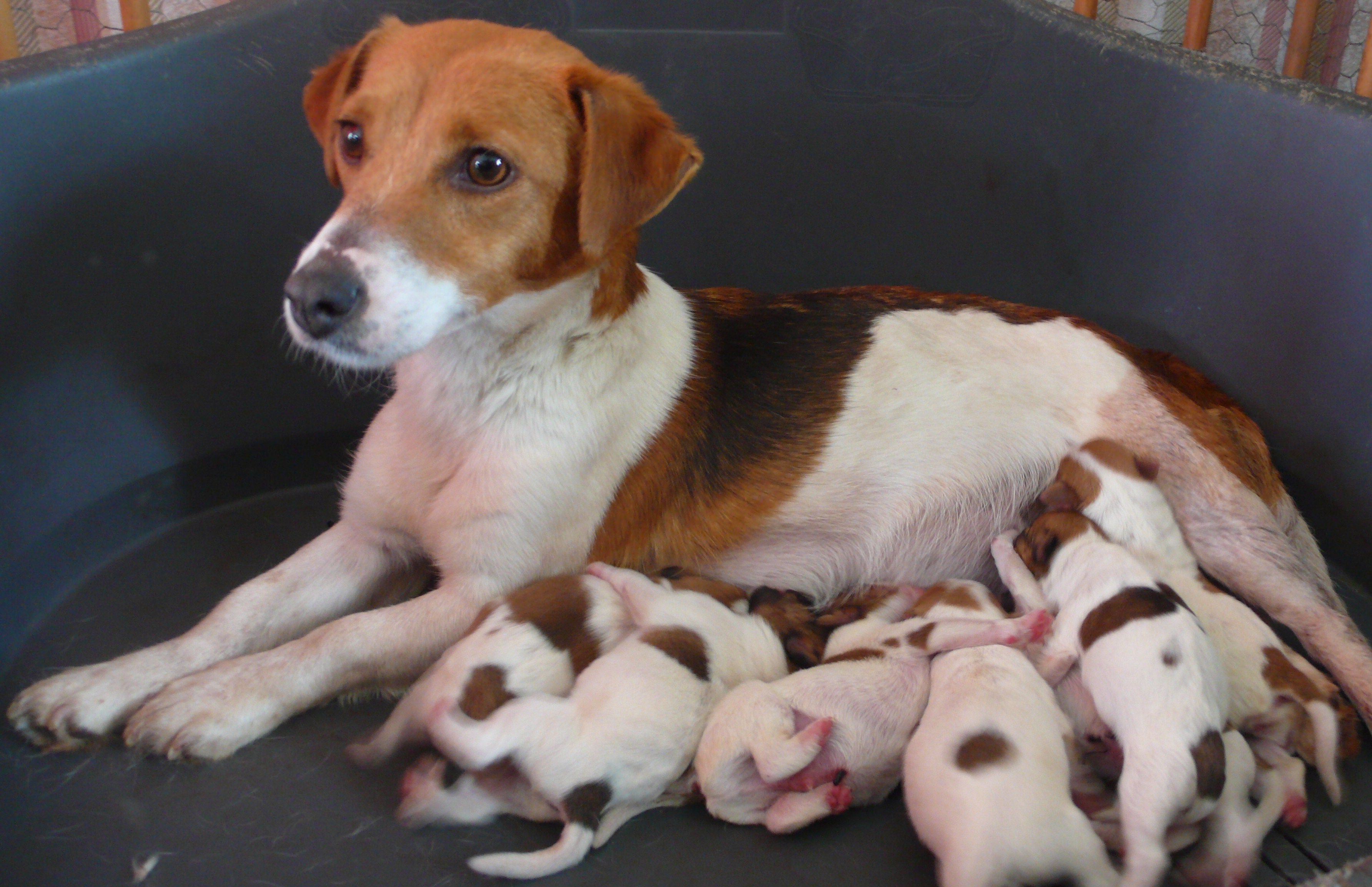 Formations théoriques pour l'accueil d'un chien